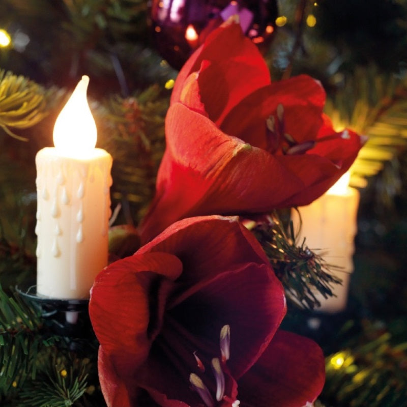 Indoor Candle Cable Lights