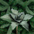 Fold Out Flower