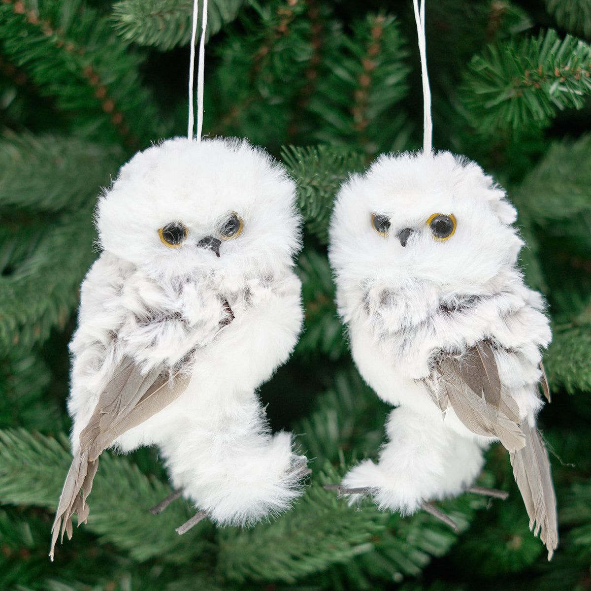 Snowy Furry Feather Owl