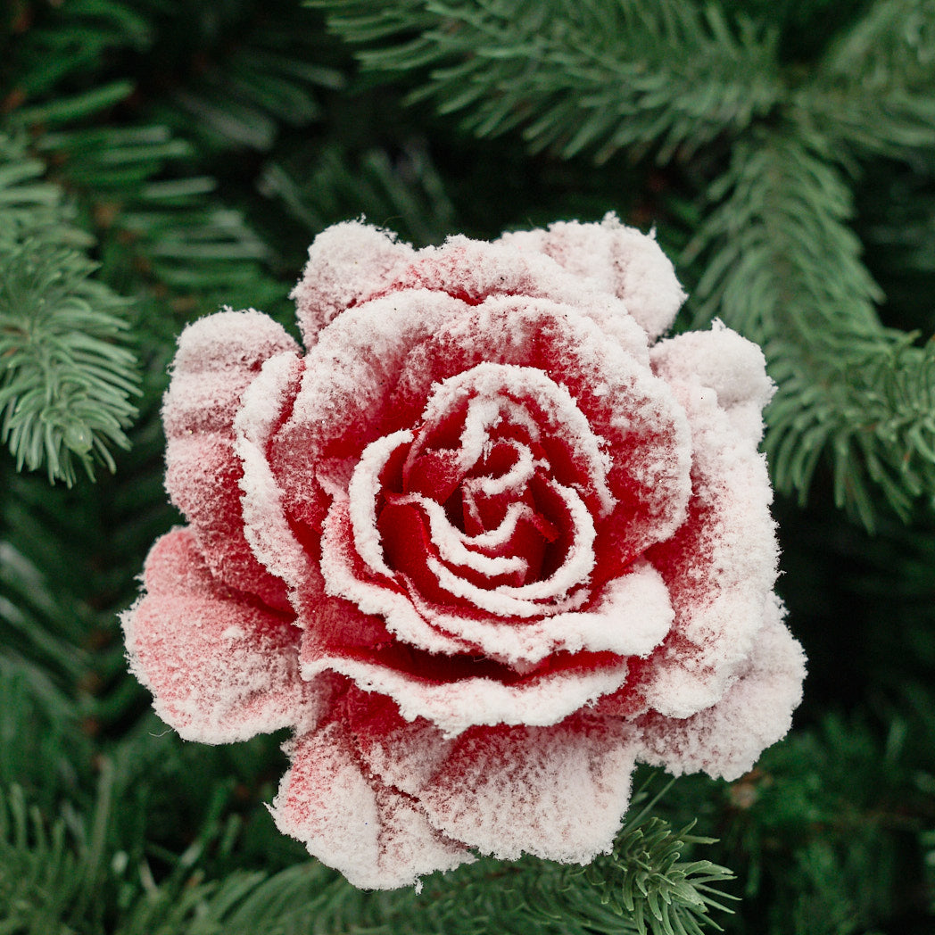 Red Snowy Rose Clip-On