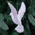 Flying Dove