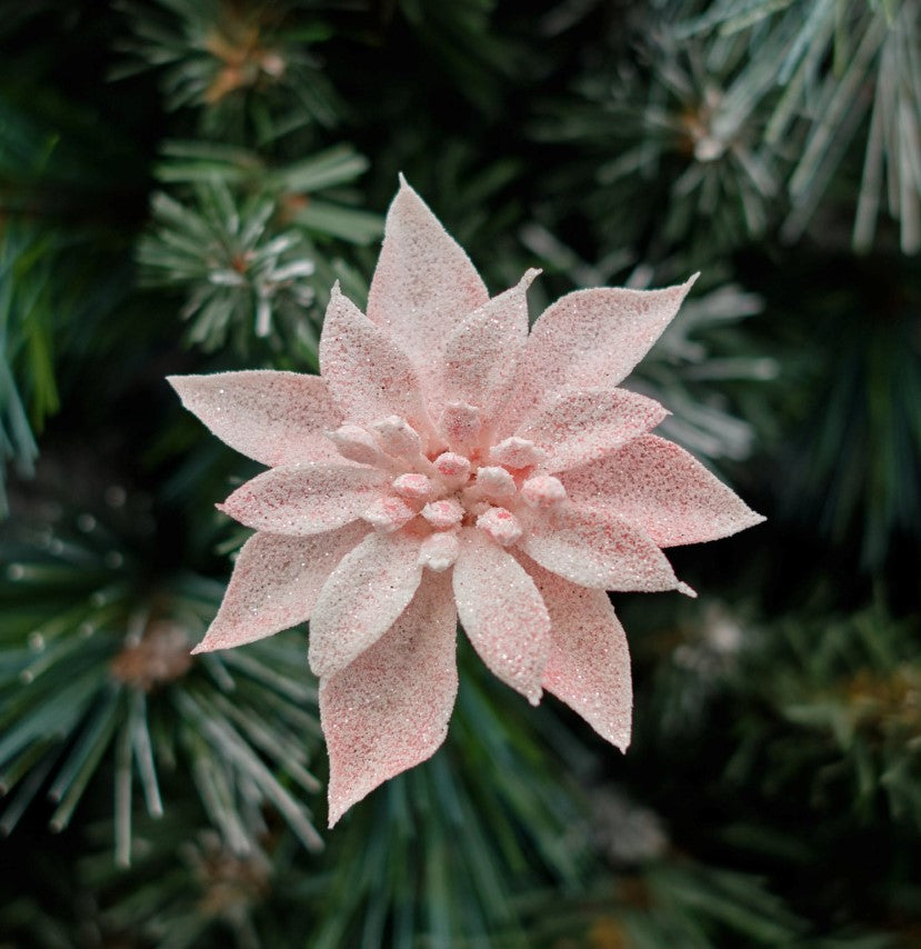 Pale Pink Mini Snowy Poinsettia Clip-On