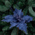 Fold Out Poinsettia
